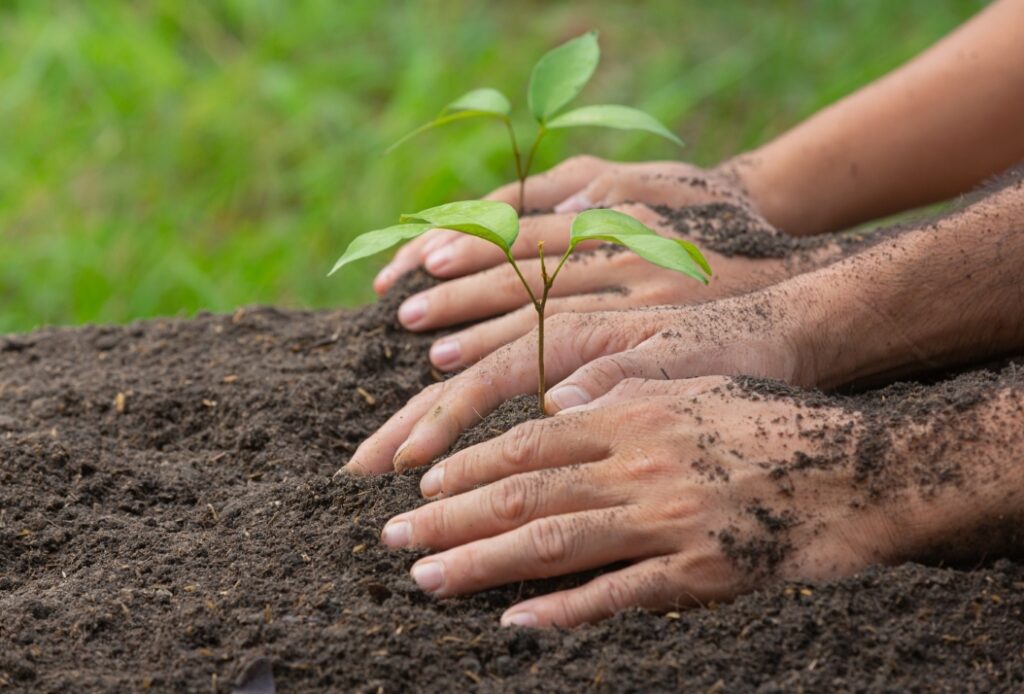 Article : Dix actions pour lutter contre le changement climatique : #7 Planter des espèces indigènes 